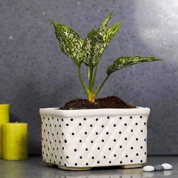 Basket Rectangle Pot / Bonsai Tray